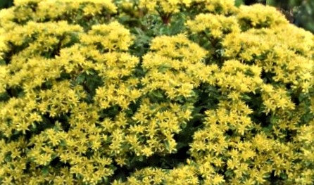 SEDUM &