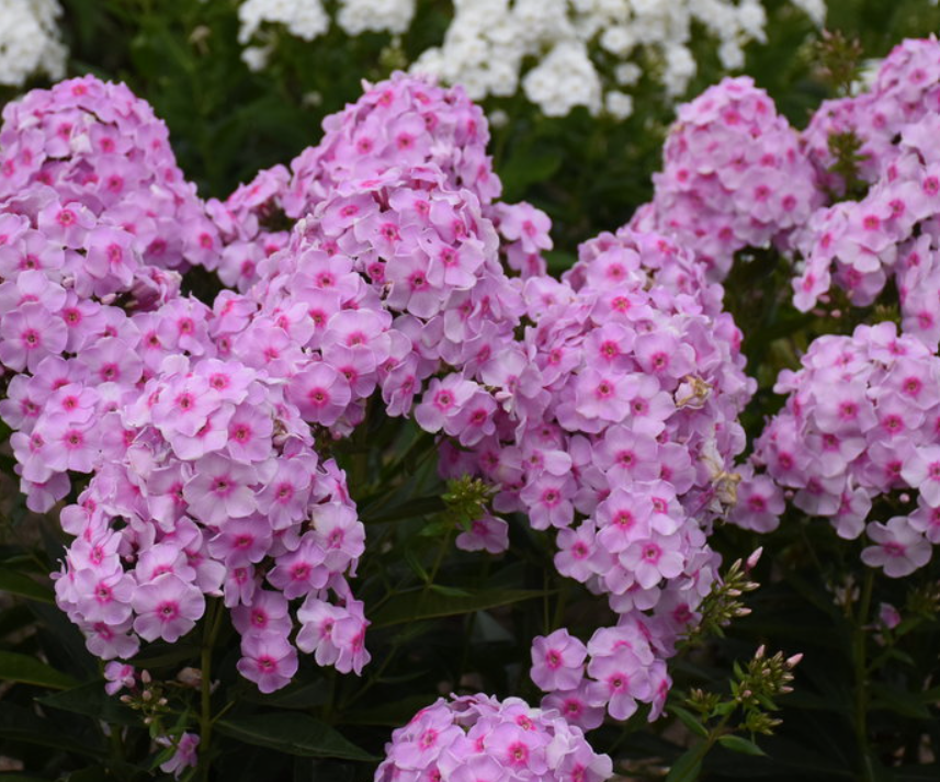 PHLOX  &