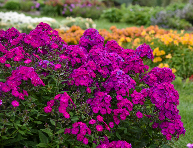 PHLOX &