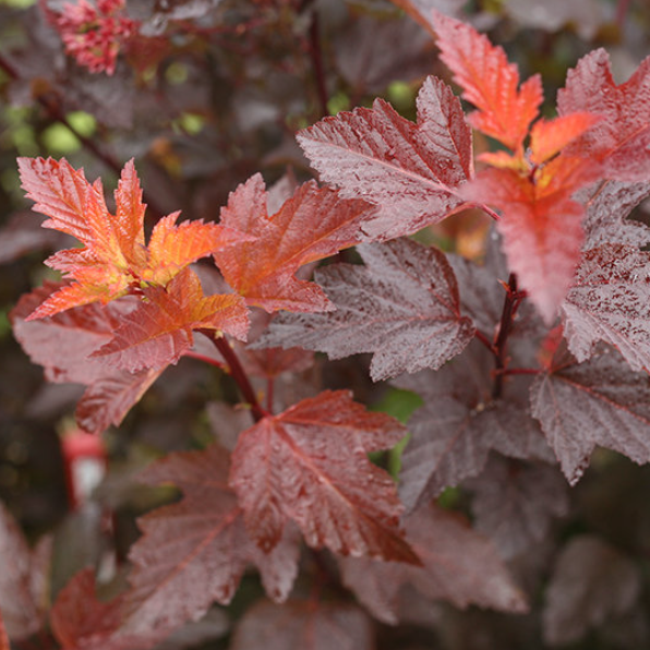 PHYSOCARPUS &