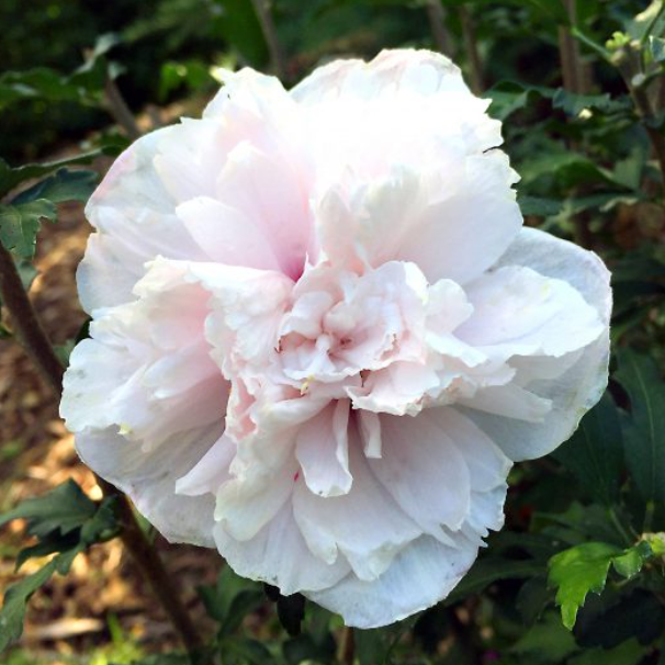 HIBISCUS &