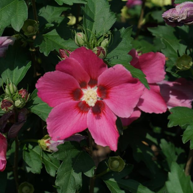 HIBISCUS &