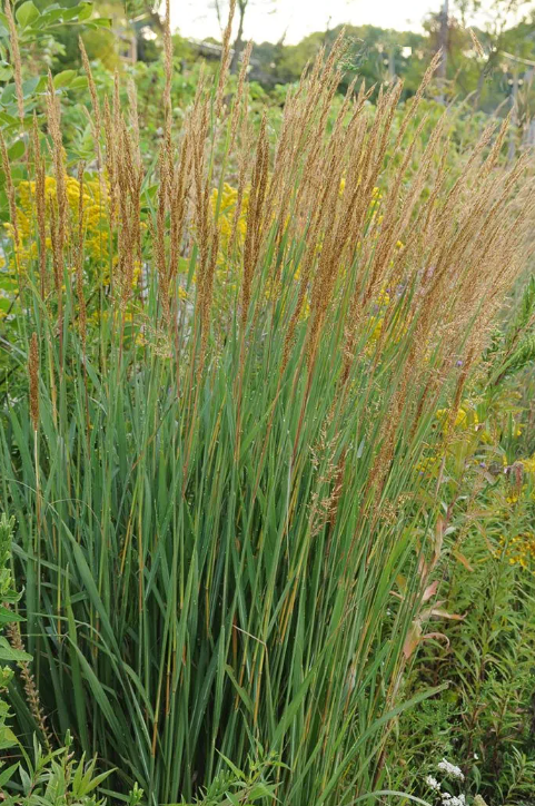 GRASS, SORGHUM  &