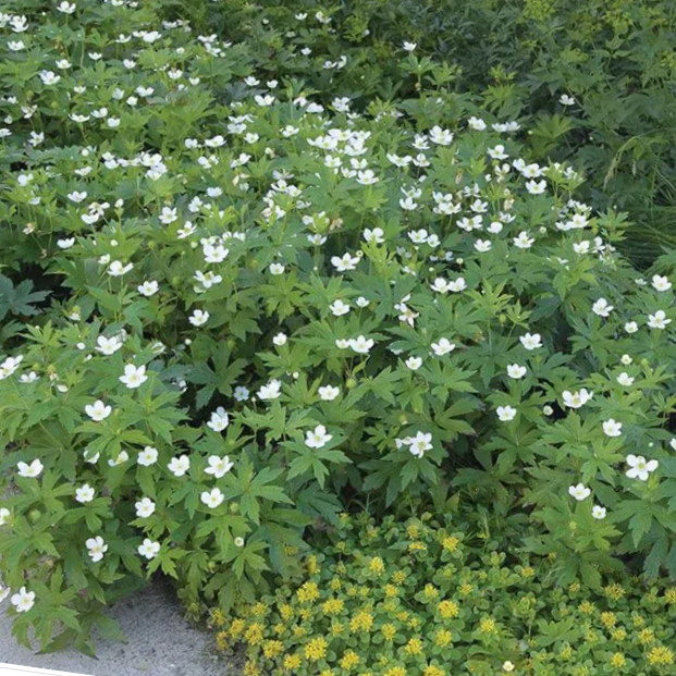 ANEMONE &
