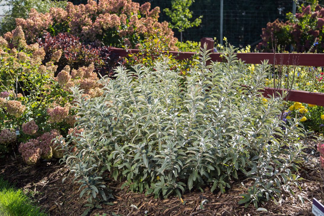 SALIX  &