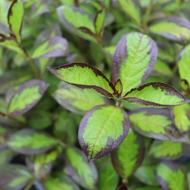WEIGELA &