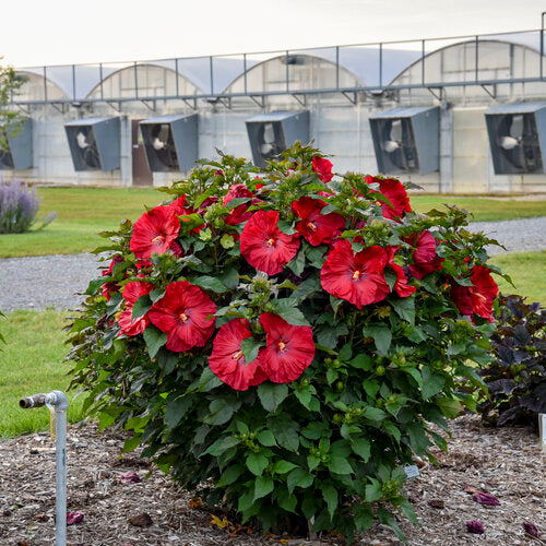 HIBISCUS &