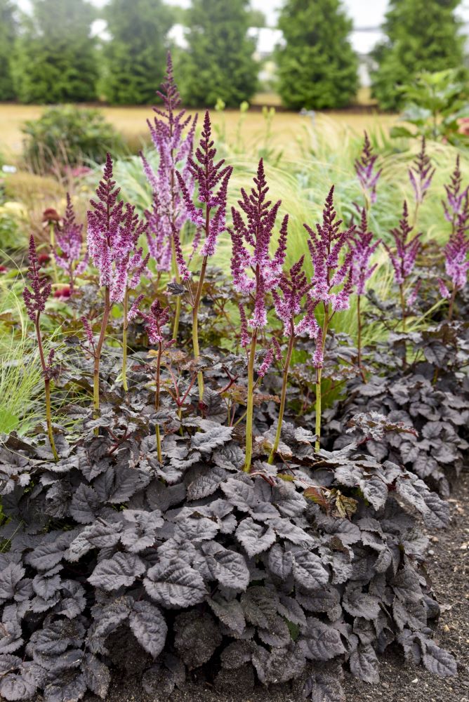 ASTILBE &