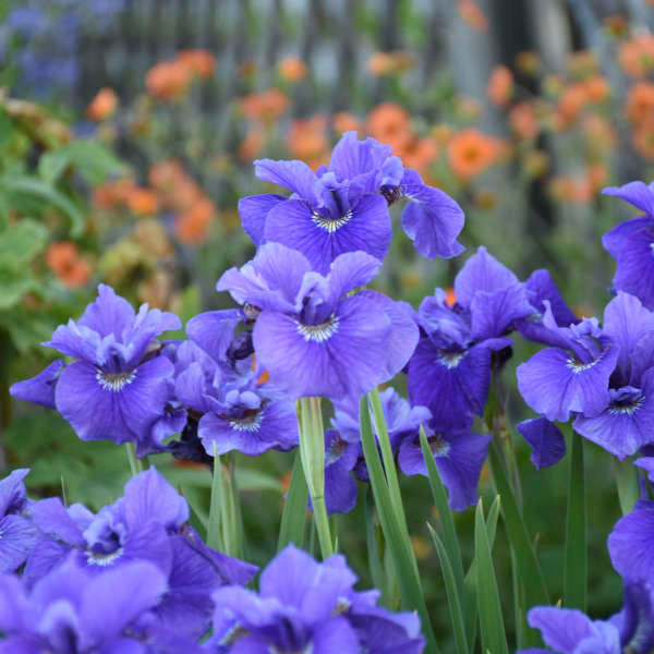 IRIS, SIBERICA &