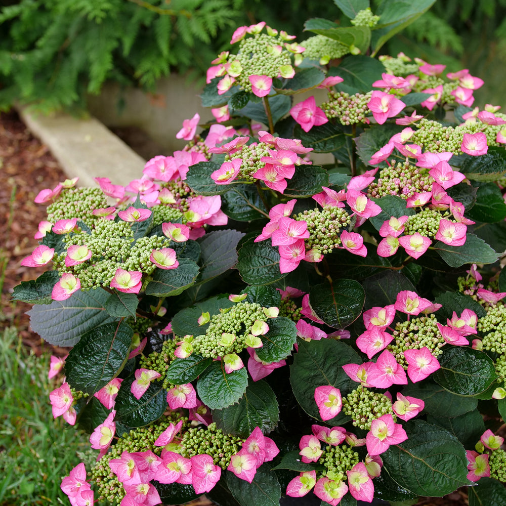 HYDRANGEA, SERRATA,&