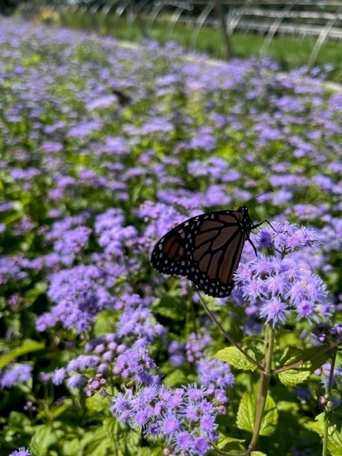 EUPATORIUM &