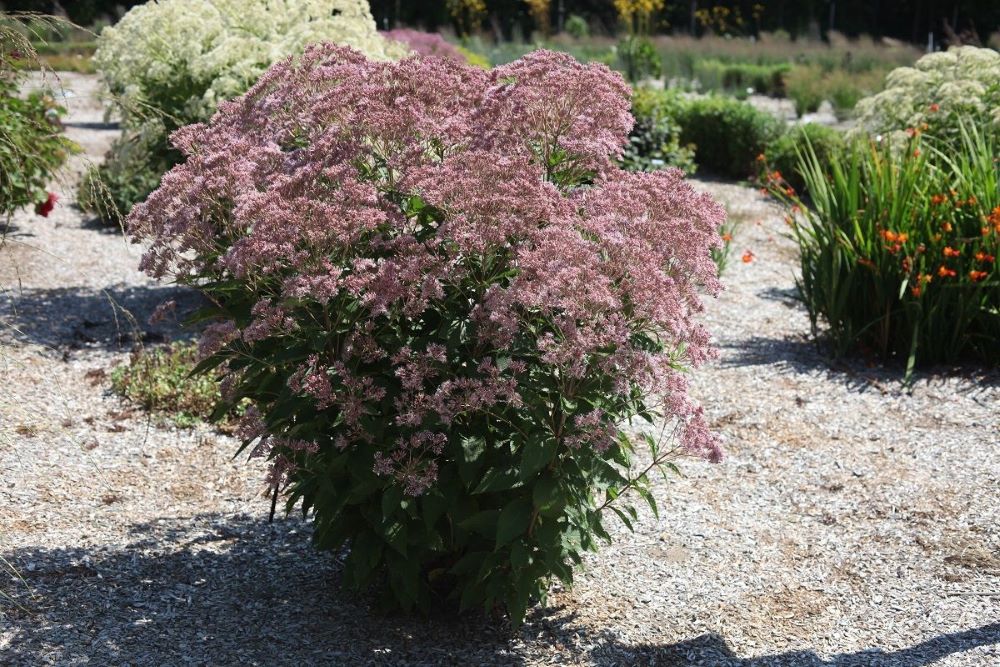 EUPATORIUM  &