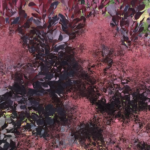 COTINUS &