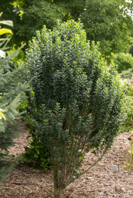 LIGUSTRUM &