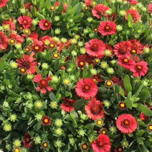 GAILLARDIA &