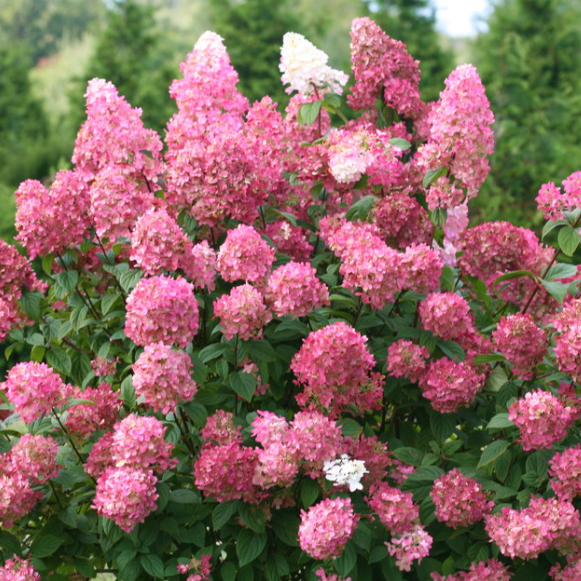 HYDRANGEA, PANICULATA &