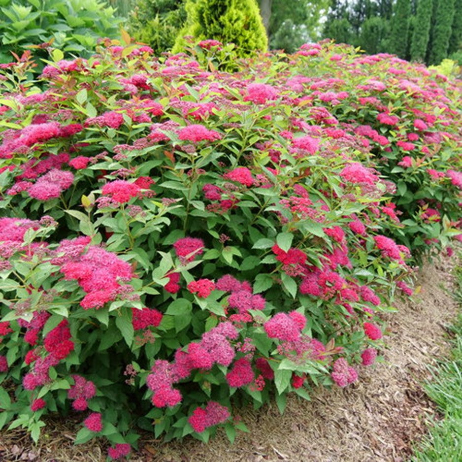 SPIRAEA &