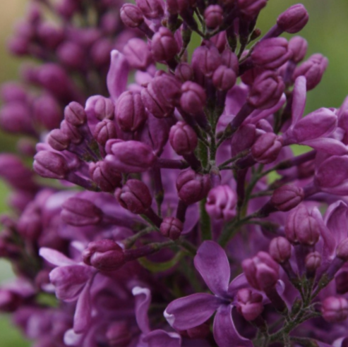 SYRINGA &