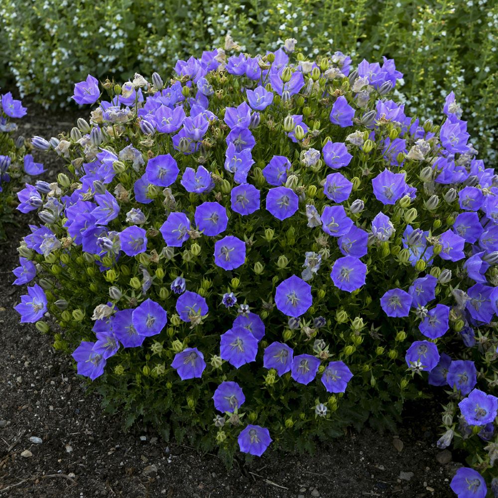 CAMPANULA  &