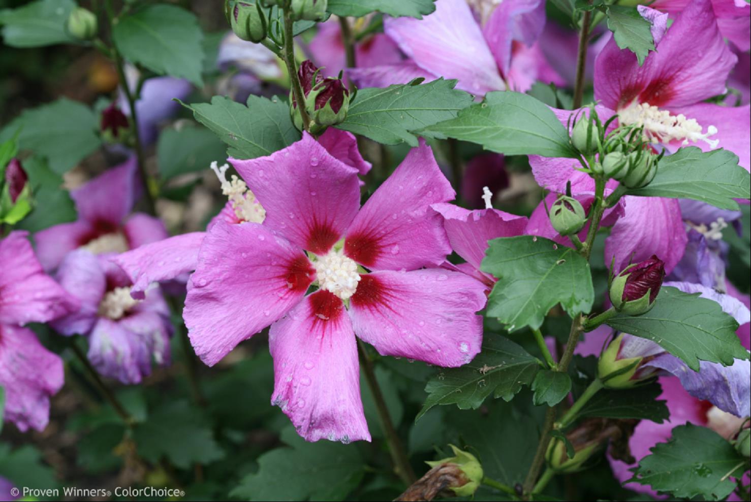 HIBISCUS  &