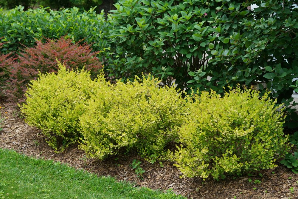 BETULA  &