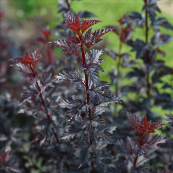 PHYSOCARPUS &