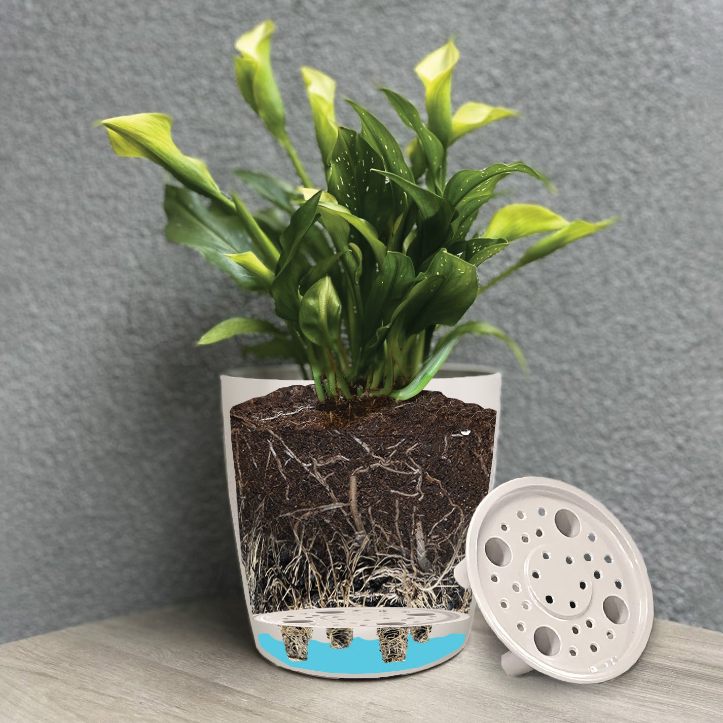 Self-Watering Bamboo Pot - 7&quot; Cactus Round