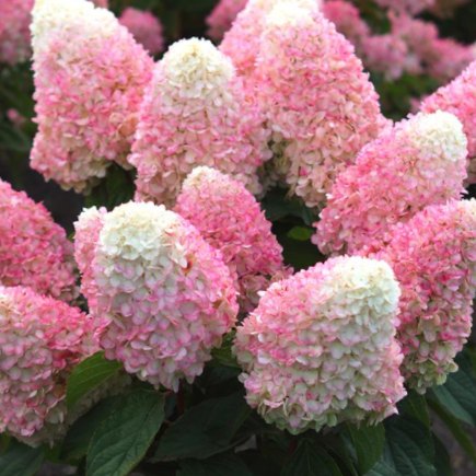 HYDRANGEA, PANICULATA &