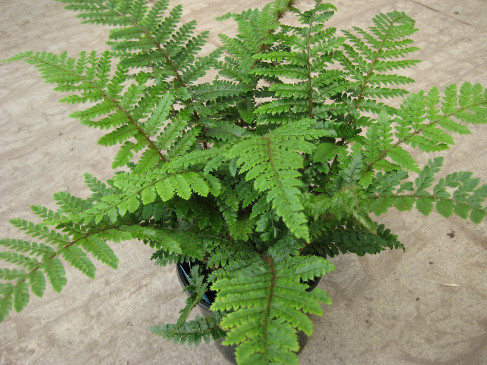 FERN &
