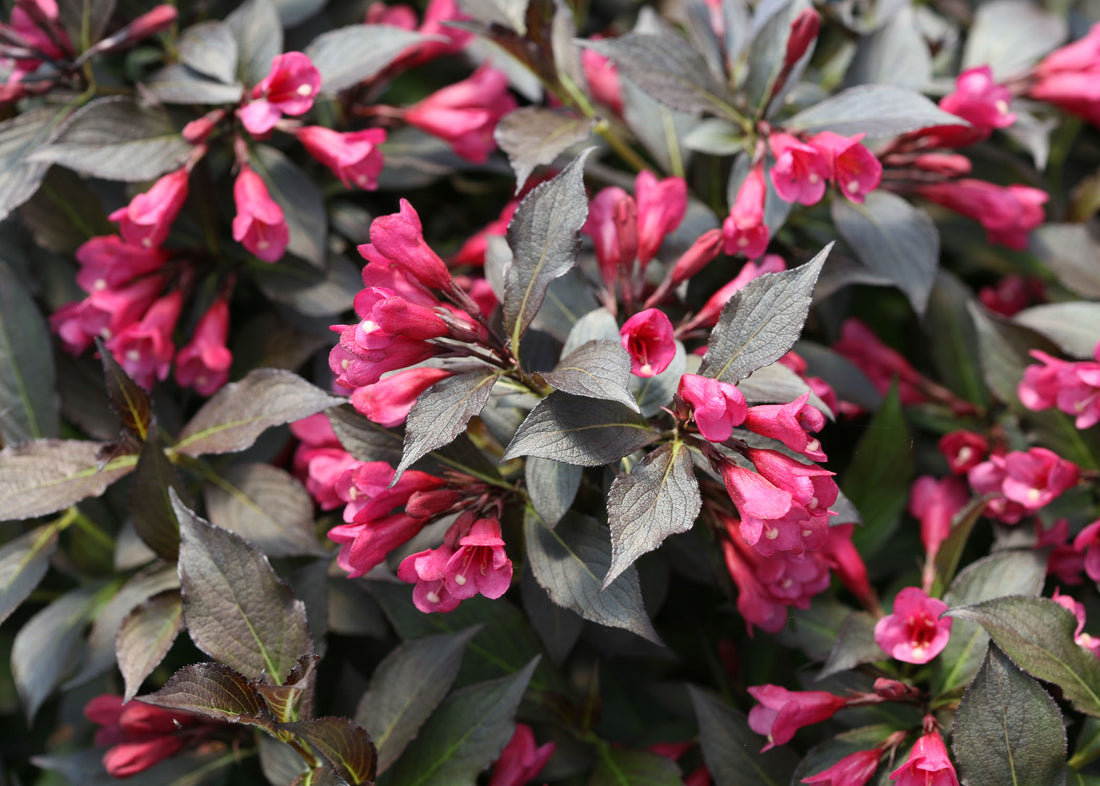 WEIGELA &