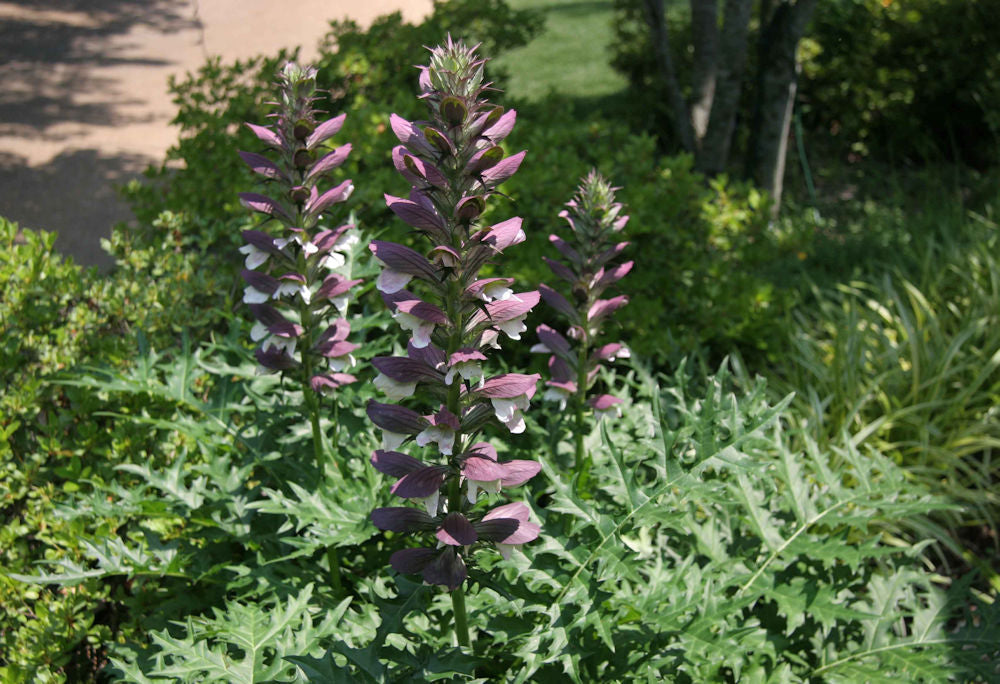 ACANTHUS SPINOSUS - 1 gallon