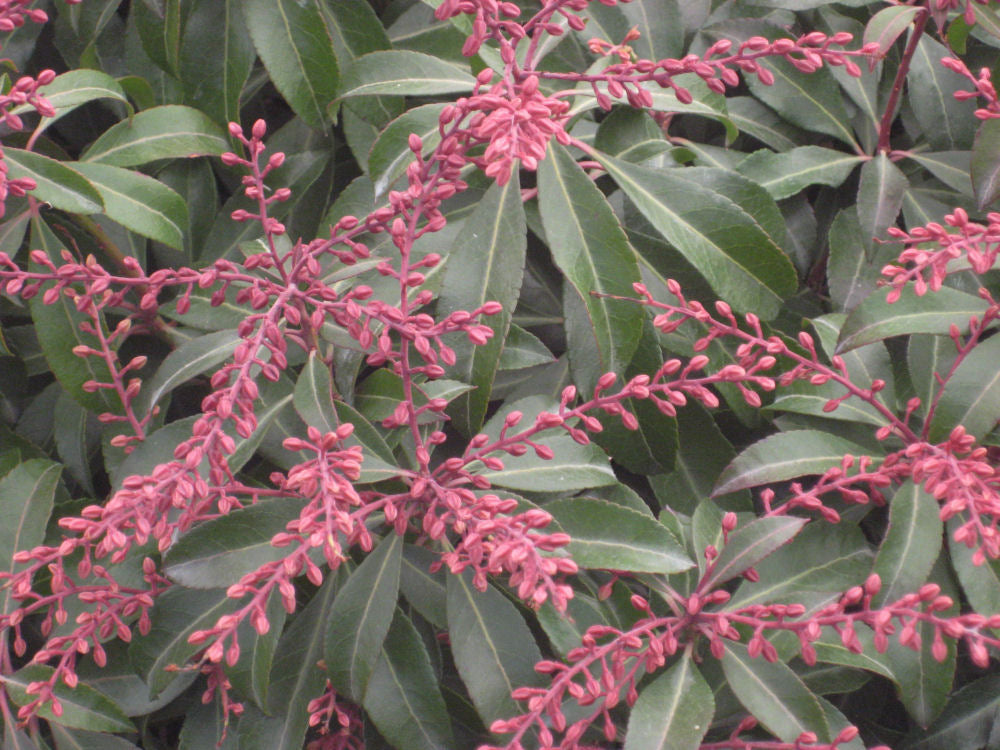 PIERIS &