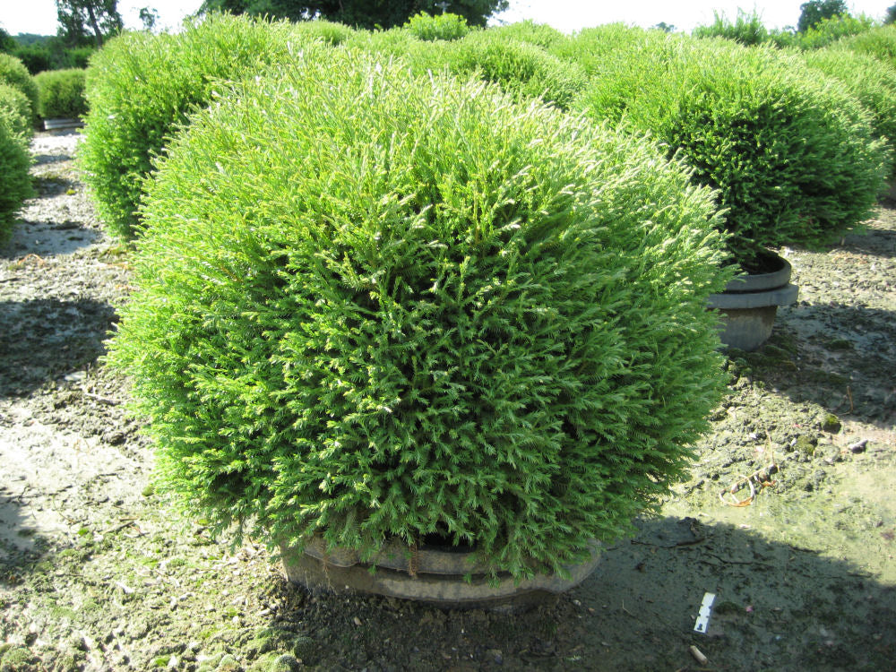 THUJA &