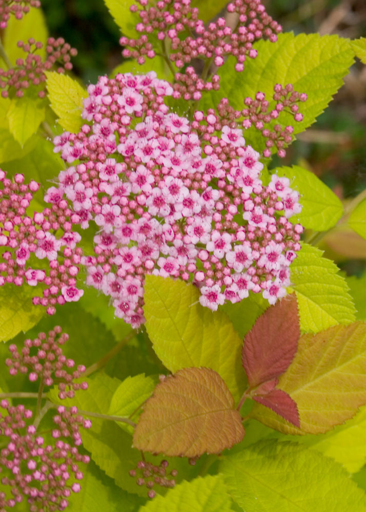 SPIRAEA  &