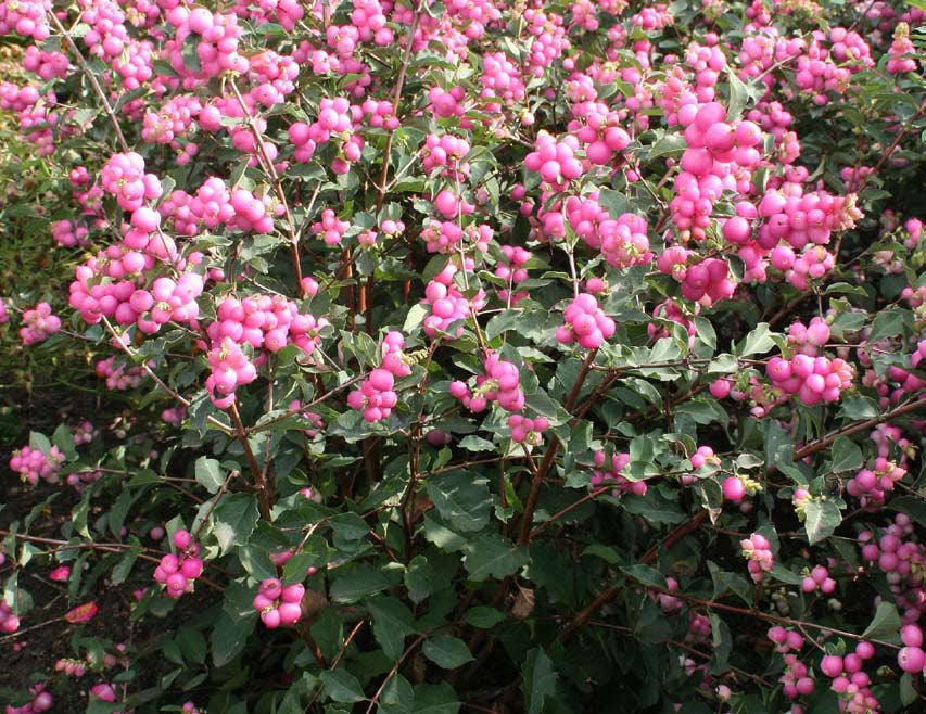 SYMPHORICARPOS &