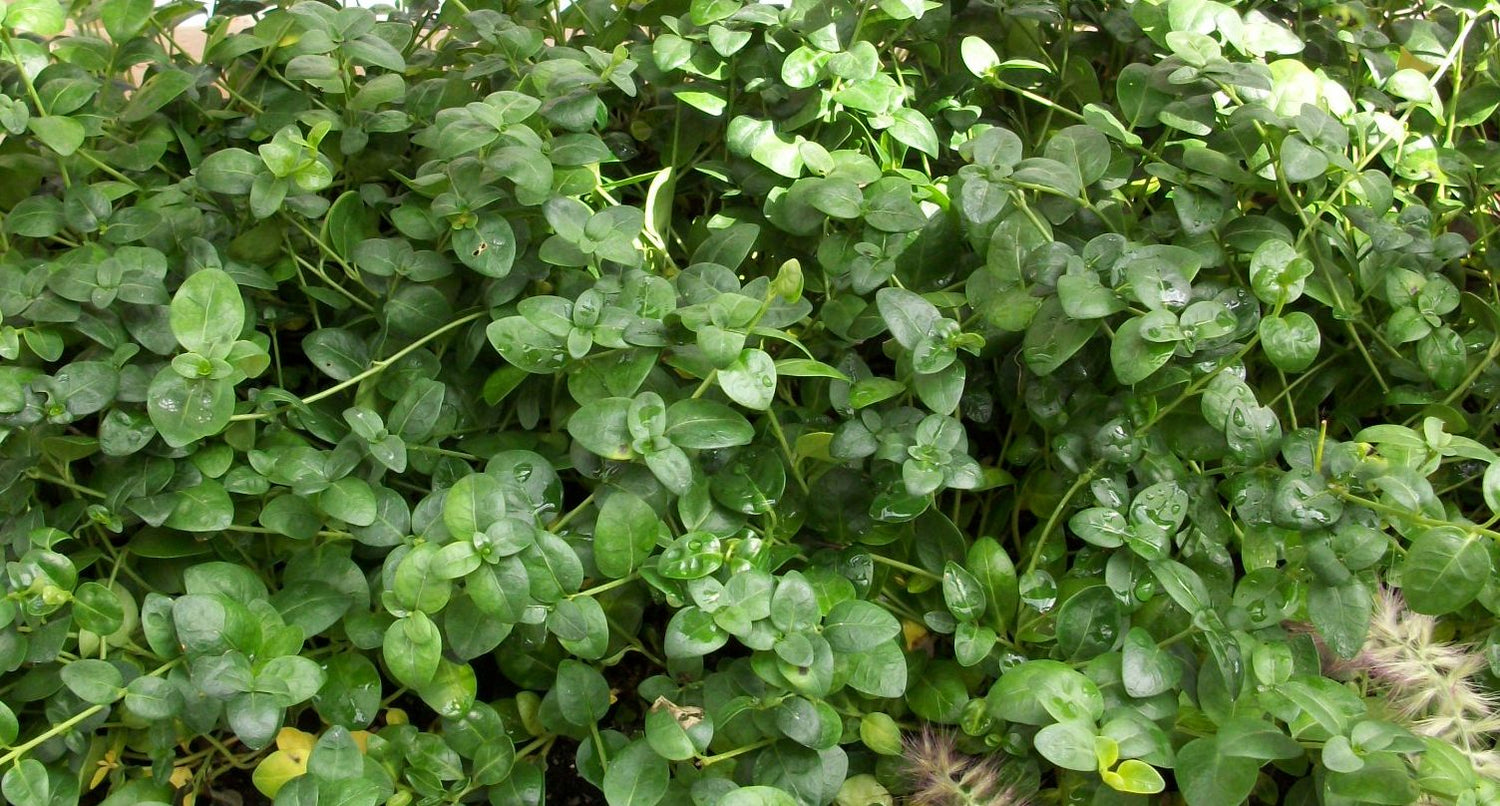 VINCA MINOR BOWLES   - 1 gallon (Periwinkle)