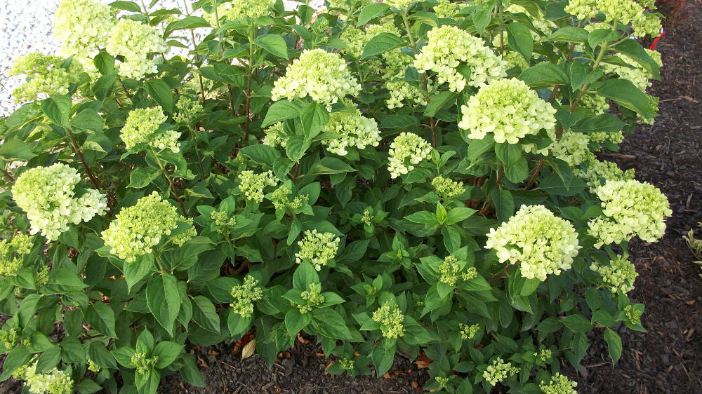 HYDRANGEA, PANICULATA &