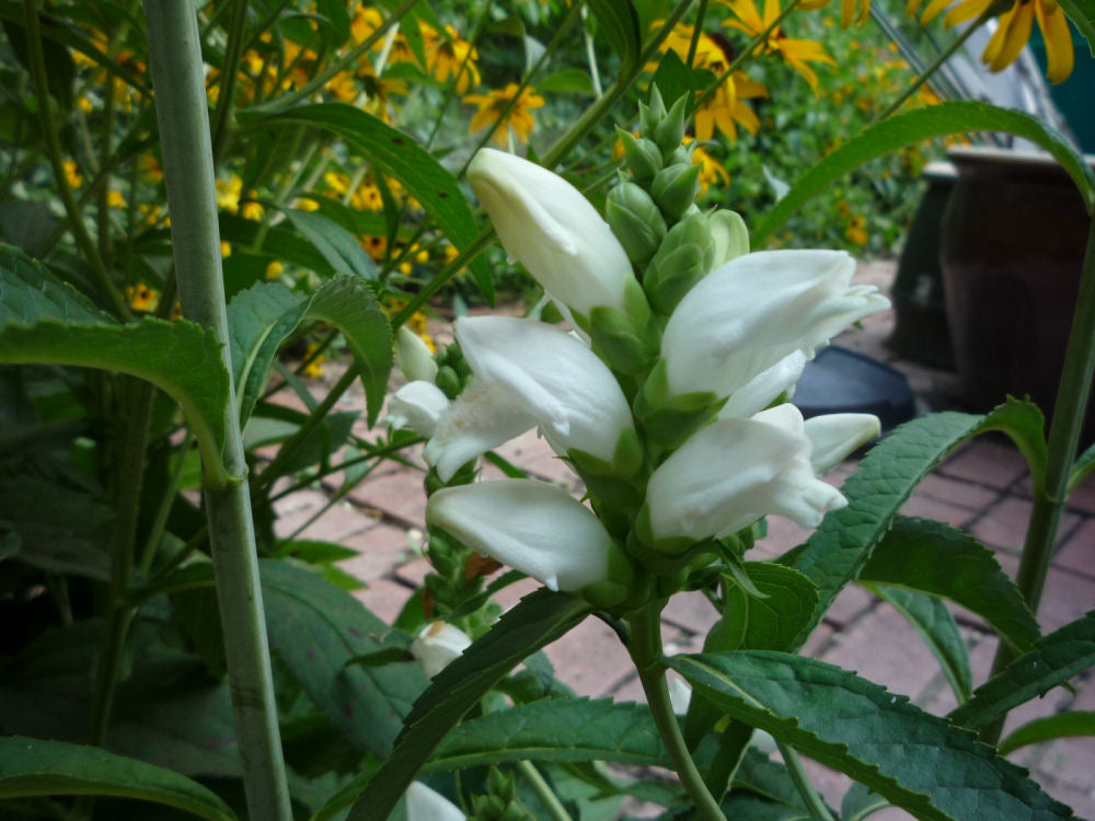 CHELONE GLABRA  - 1 gallon (Turtlehead)