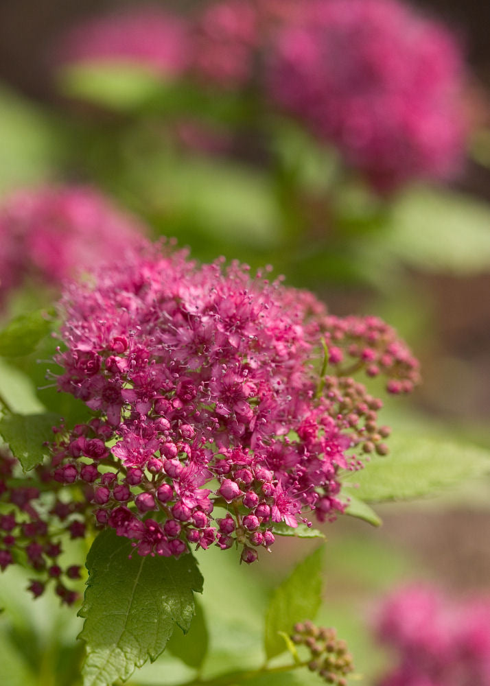 SPIRAEA &