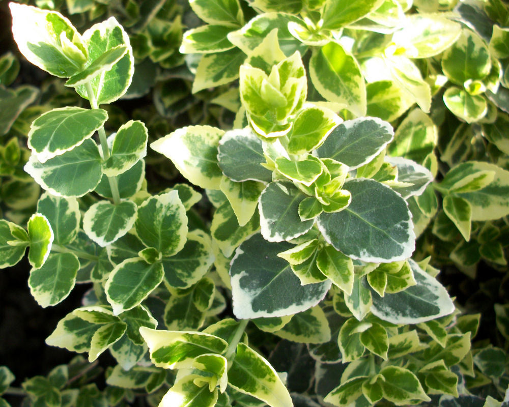 EUONYMUS, FORTUNEI &