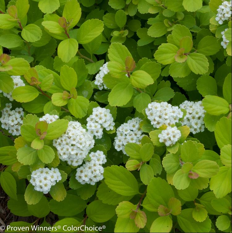 SPIRAEA &