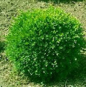 BUXUS  &