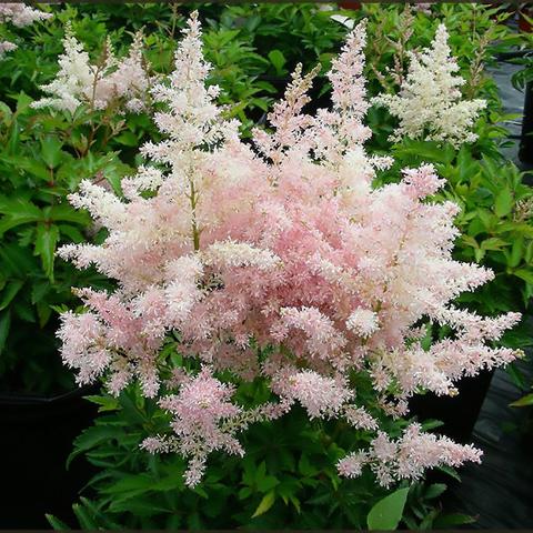 ASTILBE &