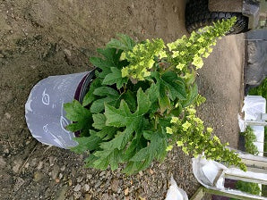 HYDRANGEA, QUERCIFOLIA &