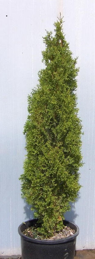THUJA &