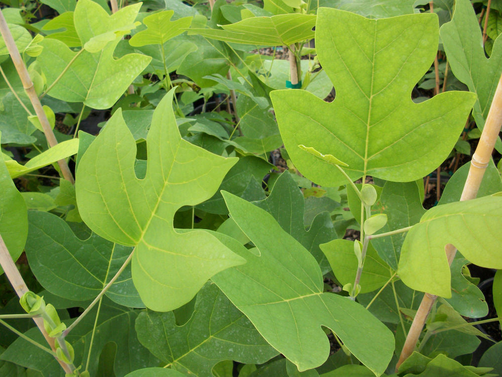 LIRIODENDRON TULIPIFERA  - 3 gallon (Tulip Tree)