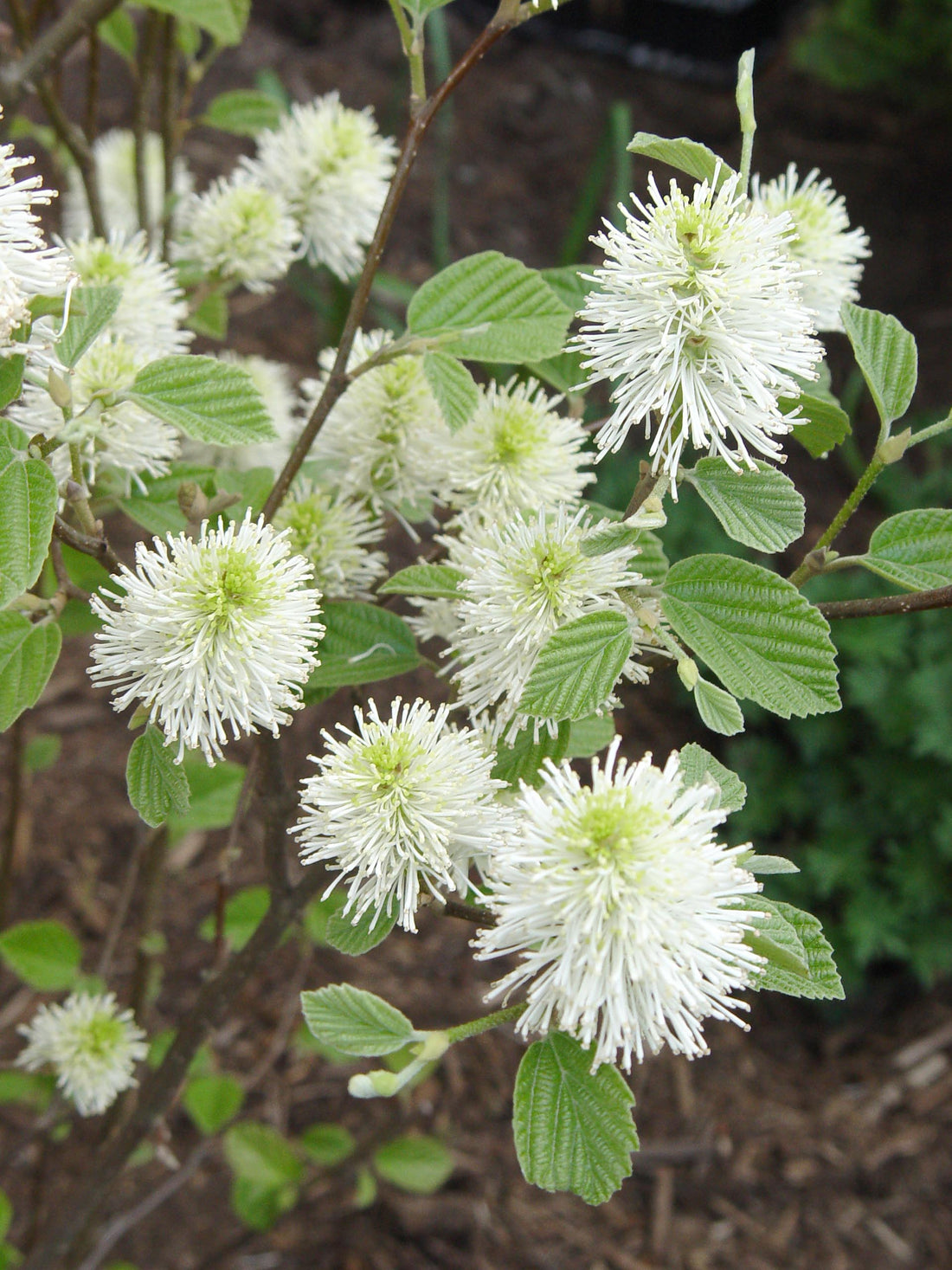 FOTHERGILLA &