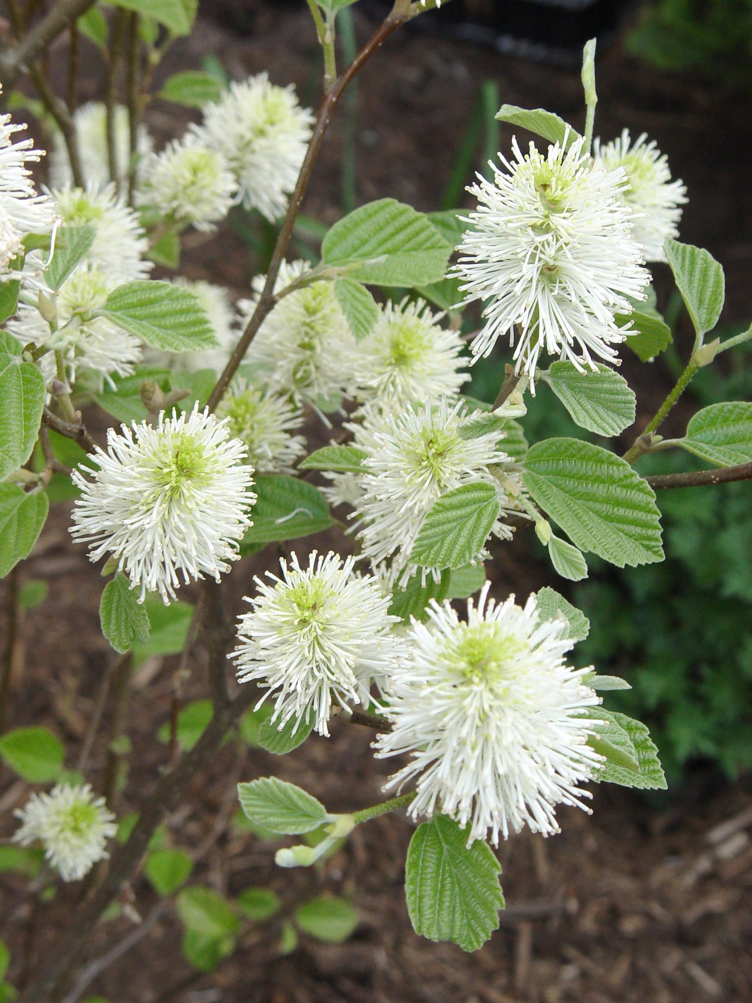 FOTHERGILLA &