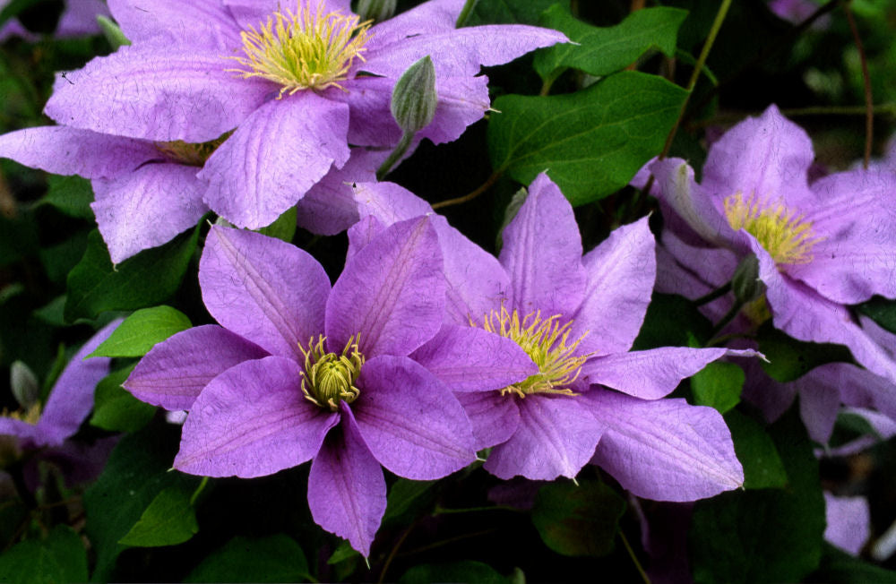 CLEMATIS &