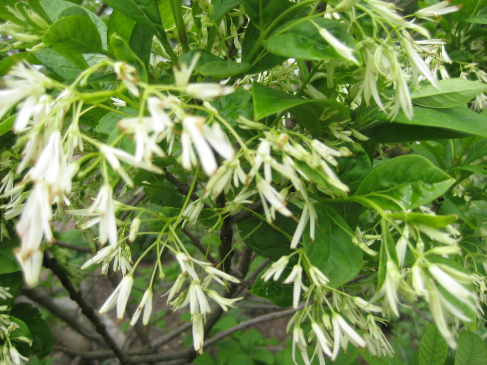 CHIONANTHUS VIRGINICUS  - 3 gallon (Fringetree)